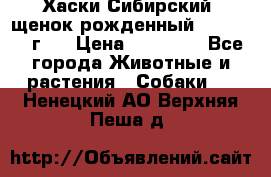 Хаски Сибирский (щенок рожденный 20.03.2017г.) › Цена ­ 25 000 - Все города Животные и растения » Собаки   . Ненецкий АО,Верхняя Пеша д.